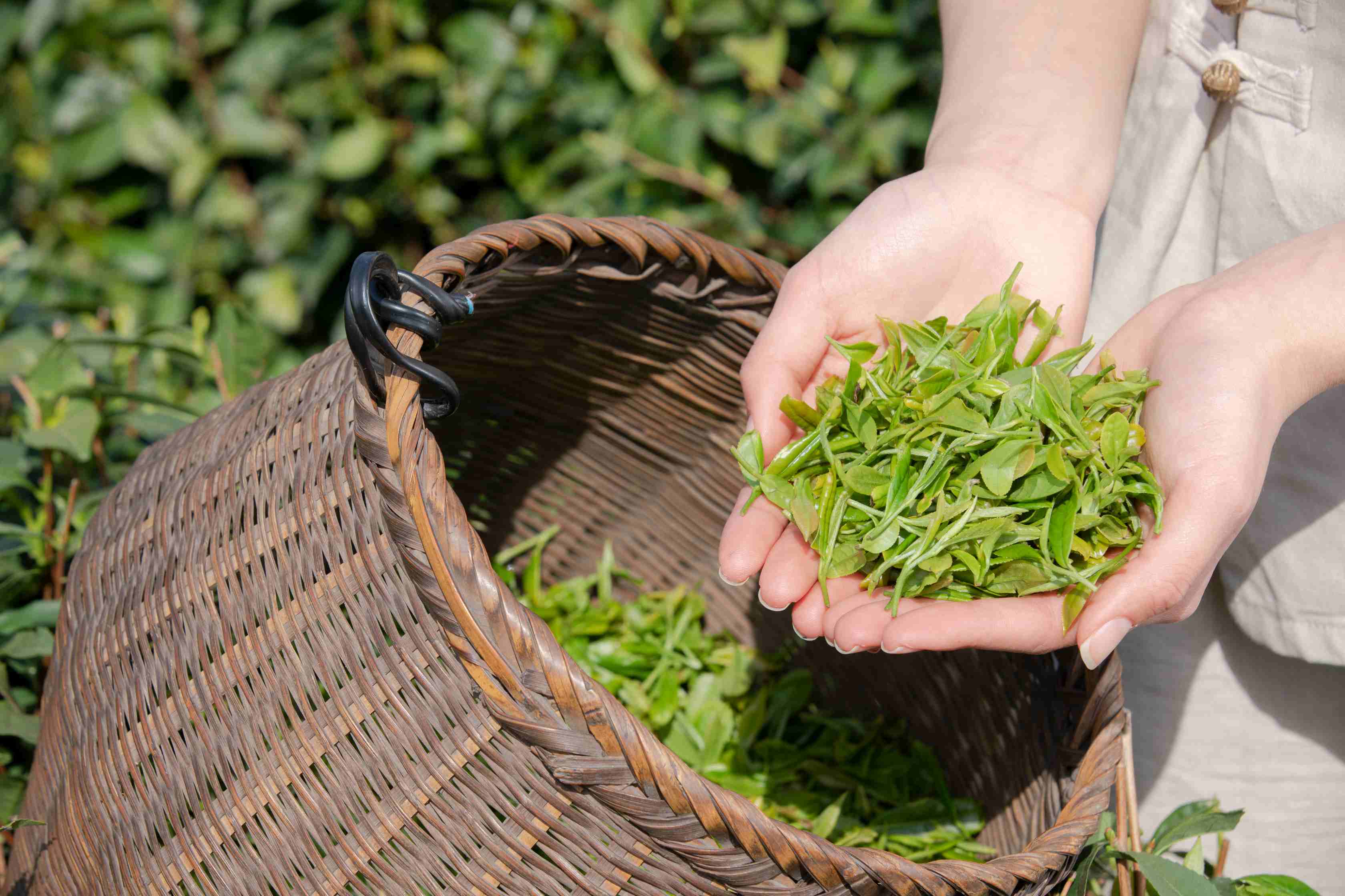 首部《茶叶供应链管理技术规范》国家标准 4 月正式实施